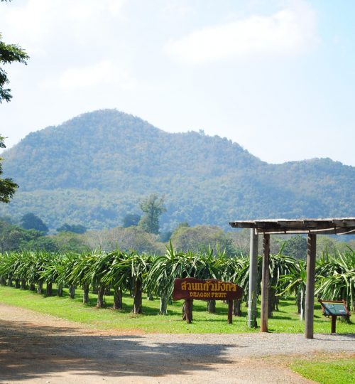 khao-yai (15)