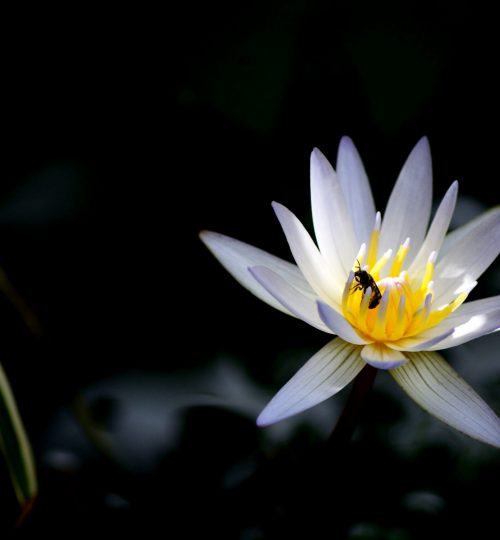 lotus02